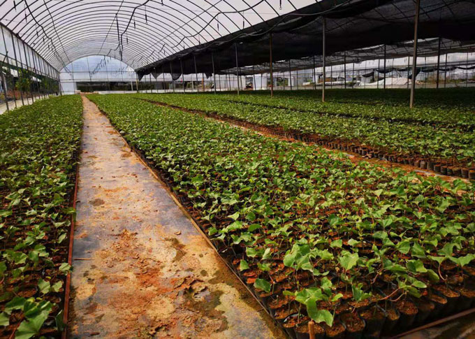 黃金百香果苗種植示范區(qū)圖片