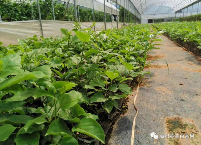 黃金百香果苗種植示范區(qū)