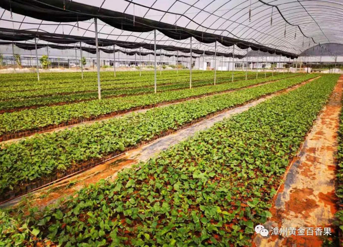 黃金百香果苗種植示范區(qū)